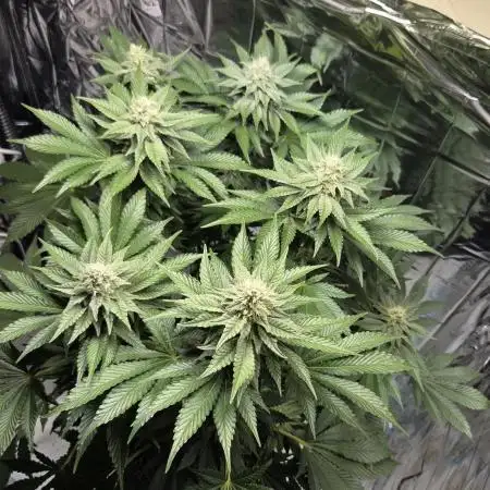 Blue Gelato 41 🍦