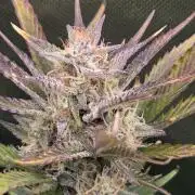 Gorilla Punch Auto 🦍🥊