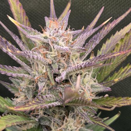 Gorilla Punch Auto 🦍🥊