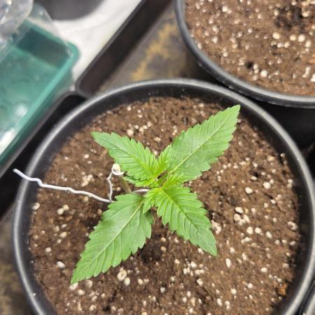 Gelato Auto 🍦
