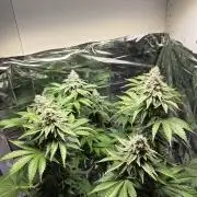 Blue Gelato 41 🍦
