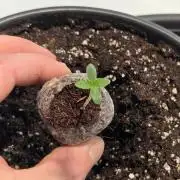 Blue Gelato 41 🍦 - Apple Fritter 🍎