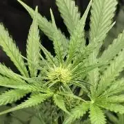 Gelato Auto 🍦