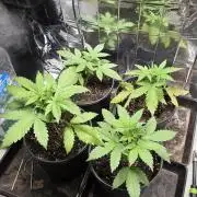 Gelato Auto 🍦