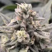 DWC - Frostbanger ❄️💥