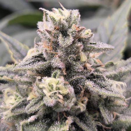 DWC - Frostbanger ❄️💥