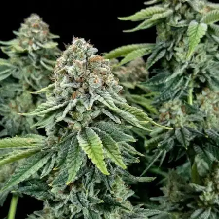 Blue Gelato 41 🍦
