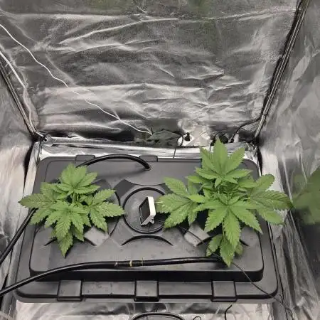 DWC - Frostbanger ❄️💥