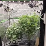 DWC - Frostbanger ❄️💥
