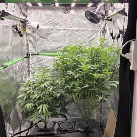 DWC - Frostbanger ❄️💥