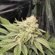 Blue Gelato 41 🍦