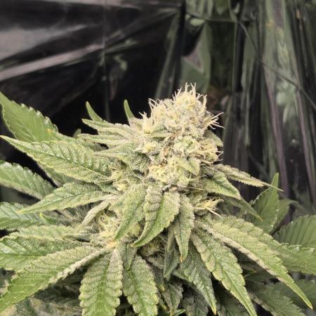 Blue Gelato 41 🍦