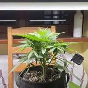 Titan F1 - Living Room 🏠