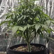 Titan F1 - Living Room 🏠