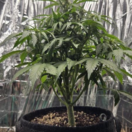 Titan F1 - Living Room 🏠