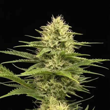 Amnesia 🧠