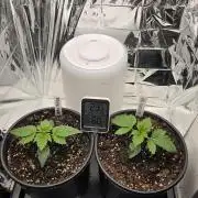 Blue Gelato 41 🍦 - Apple Fritter 🍎