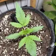 Titan F1 - Living Room 🏠