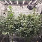 DWC - Frostbanger ❄️💥