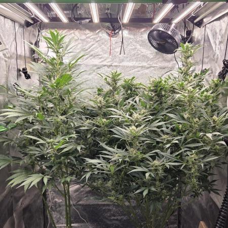 DWC - Frostbanger ❄️💥