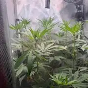 P.P.D.