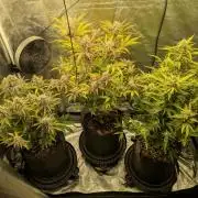 Mephisto Autoflowers