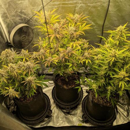 Mephisto Autoflowers