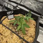 Fastbuds Auto Mix Pack 1