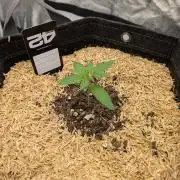 Fastbuds Auto Mix Pack 1