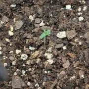 Fastbuds Auto Mix Pack 1