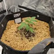 Fastbuds Auto Mix Pack 1