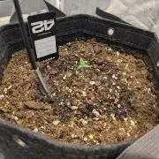 Fastbuds Auto Mix Pack 1