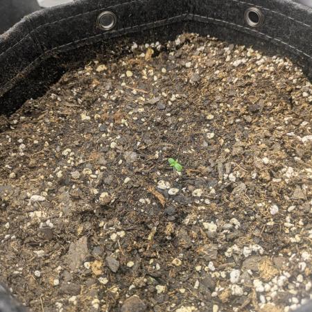 Mephisto Autoflowers