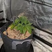 Fastbuds Auto Mix Pack 1