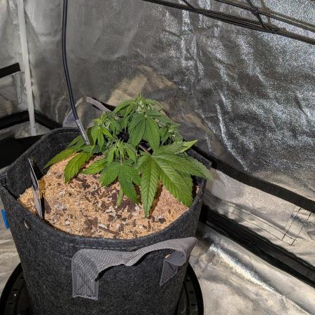 Fastbuds Auto Mix Pack 1