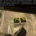 Barney’s farm mimosa evo