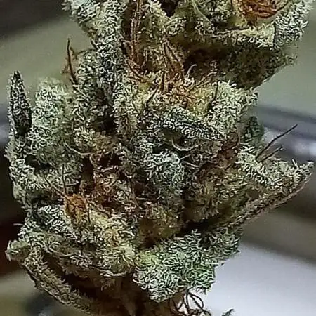 Clearwater genetics