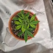 Crits Jit