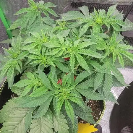 Critical
