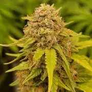 LSD Auto
