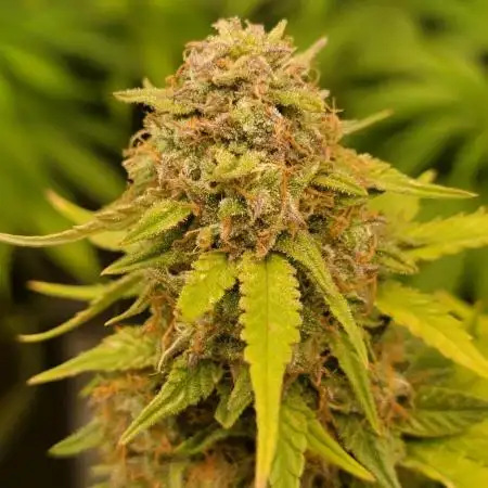 LSD Auto