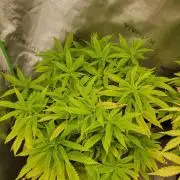 Critical