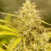 Gorilla Zkittles