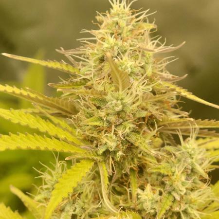 Gorilla Zkittles
