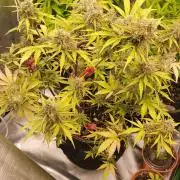 Gorilla Zkittles