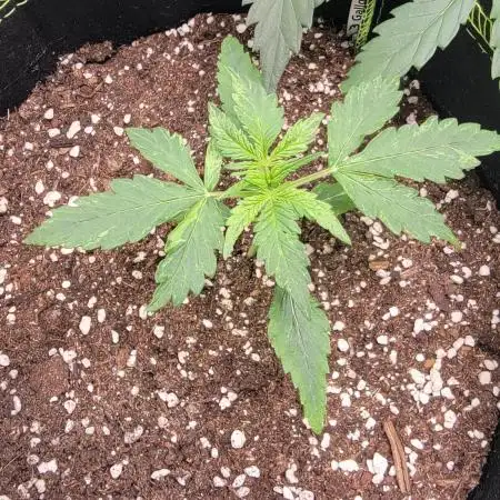 Gorilla Zkittles