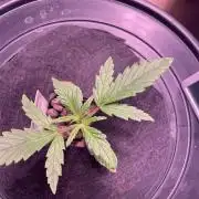 Guava Auto DWC - fastbuds