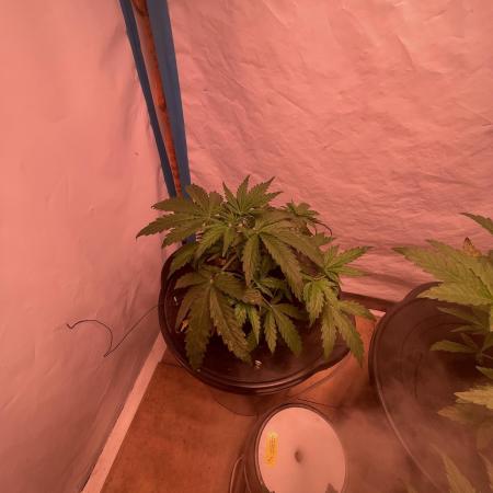 Kings Juice DWC
