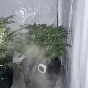 Guava Auto DWC - fastbuds