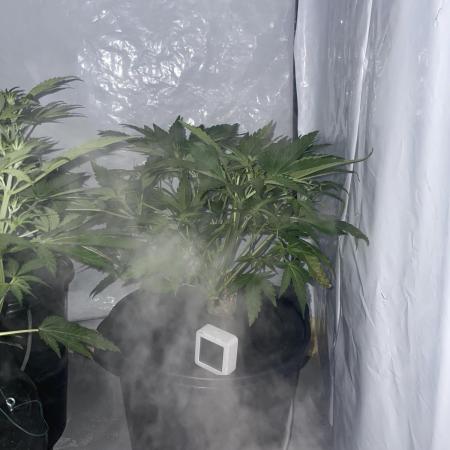 Guava Auto DWC - fastbuds